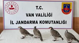 Van'da aracında 4 kınalı keklik yakalanan kişiye 85 bin 246 lira ceza verildi