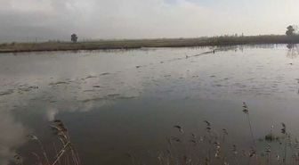 Aydın'da Büyük Menderes Nehri Taştı: Tarım Alanları Sular Altında Kaldı