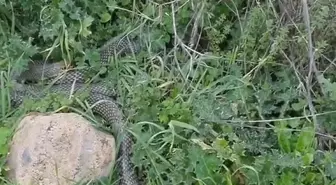 Çanakkale'de yaklaşık 2 metrelik yılan cep telefonu kamerasıyla görüntülendi