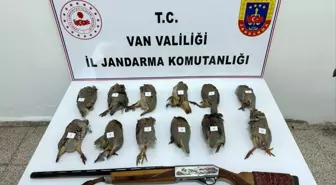 Van'da ruhsatsız av tüfeği ile vurulmuş 12 kınalı keklik ele geçirildi