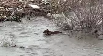 Köprüden nehre düşen sokak köpeği, yüzerek kıyıya ulaştı