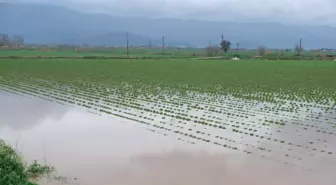 Küçük Menderes Nehri taştı; Ödemiş ilçesinde tarım alanları ve ahırları su bastı