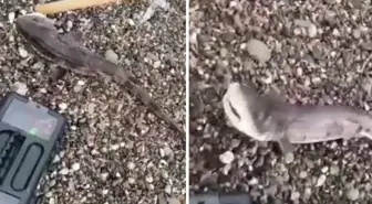 Amatör balıkçıların oltasını yavru köpek balığı takıldı