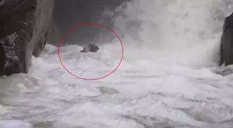 Dağcılar, yağışlar sonrası su seviyesi yükselen dereden geçerken zor anlar yaşadı