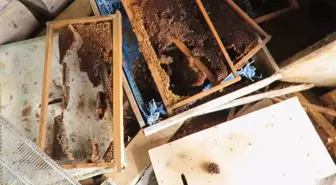 Ayı, tarihi 'hanay'lara girip balları yedi; arıcılar yardım istedi