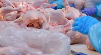 Ramazan öncesi kritik adım! Tavuk ihracatı resmen durduruldu