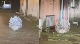 Afrika'nın en tehlikeli kirpisi Aydın'da görüntülendi