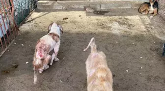 Barınaktaki tepki çeken görüntülere soruşturma