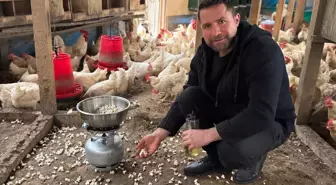 Strese giren tavukları için kümeste mısır patlatıyor