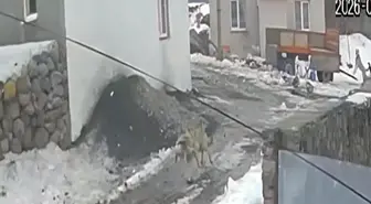 Kars ve Ardahan'da Yiyecek Bulamayan Yaban Hayvanları Yerleşim Alanlarına İndi