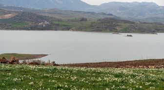 Adıyaman'da 'baharın habercisi' nergisler çiçek açtı