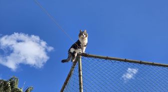 Alanya'da çıktığı tel örgülerde mahsur kalan kedi kurtarıldı