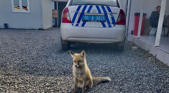 Atış poligonuna bitkin halde gelen tilki 'Barut' polislerle dost oldu