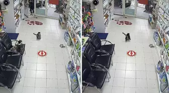 Avcılar'da 3 çocuk veterinere torpil attı; içerideki hayvanların kaçıştığı anlar kamerada