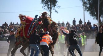 Aydın'da ertelenen deve güreşi festivali yapıldı