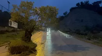 Aydın'da sağanak nedeniyle kökünden sökülen zeytin ağacı sokağa sürüklendi