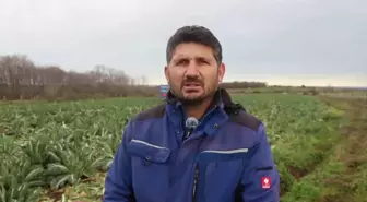 Bafra Ovası'nda karnabahar hasadı sürüyor