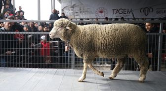 Bandırma Koyunculuk Araştırma Enstitüsünde açık artırmayla damızlık koç satışı yapıldı