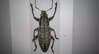 Bilim insanı çift, keşfettikleri böcekleri şehir ve bitki adıyla literatüre kazandırdı