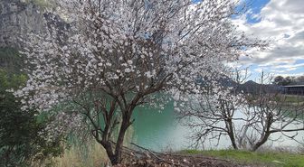 Burdur'da badem ağaçları çiçek açtı