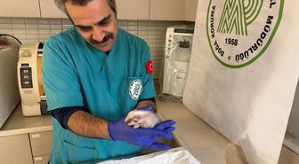 Burhaniye'de bulunan porsuk yavrusu koruma altına alındı