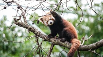 Bursa Hayvanat Bahçesi'nde kırmızı panda yavrularına özenle bakılıyor