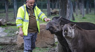 Bursa Hayvanat Bahçesi'ndeki tapirler kış mevsiminde özenle besleniyor
