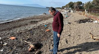 Çanakkale'de ölü caretta caretta sahile vurdu