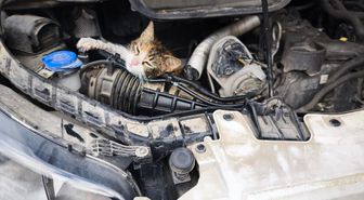 Çınarcık'ta aracın motoruna sıkışan kedi kurtarıldı