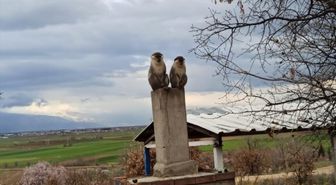 Denizli'de ağaçta yakalanan maymun koruma altına alındı