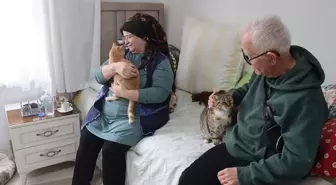 Doktor önerisiyle başlayan kedi sevgisi 40 kedilik yuvaya dönüştü