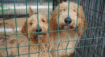 Edirne'de el konulan cins köpekler sahiplendirilecek
