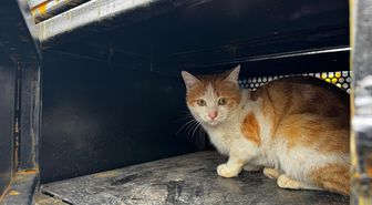 Elazığ'da yaralı halde bulunan kedi tedavi altına alındı