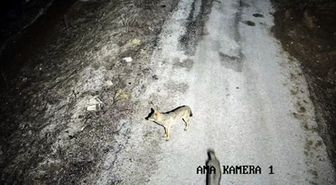 Elazığ'da yiyecek aramak için köye inen kurtlar ile tavşanlar kamerada