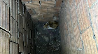 Erzincan'da havalandırma boşluğuna düşen kediyi itfaiye kurtardı