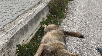 Fethiye'de yol kenarında ölü bulunan kurtun genetik analizi yapılacak