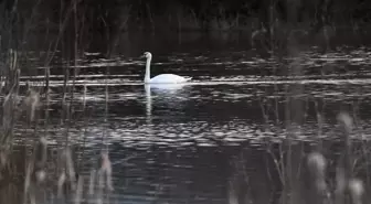 Göç yolunda yorgun düşen kuğular doğa koruma ekiplerinin gözetiminde