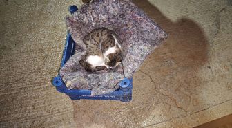 Hatay'da su gider kanalında mahsur kalan kedi ve yavruları kurtarıldı