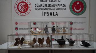 İpsala Sınır Kapısı'nda minibüste aralarında alpakaların da olduğu cins hayvanlar ele geçirildi