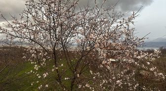 Isparta'da badem ağaçları çiçek açtı