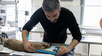 İzmir'de tedavisi tamamlanan saz kedisi doğaya salındı