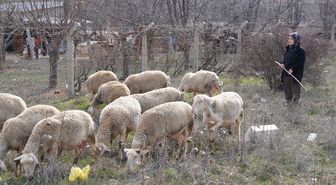 Kadın girişimci 3 koyunla başladığı hayvancılıkta kendi işinin patronu oldu