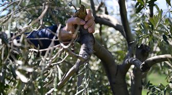 Kahramanmaraş'ta zeytin üreticilerine budama ve gübreleme uyarısı