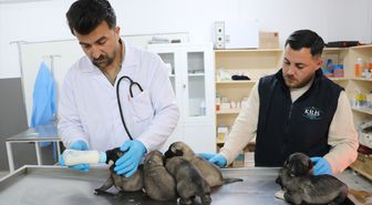 Kilis'te yangında mahsur kalan yavru köpekleri, itfaiye ekipleri kurtardı