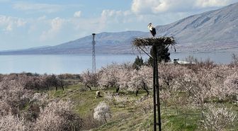 Malatya'da leylekler yuvalarına döndü