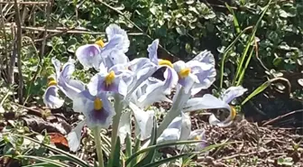 Malatya'da nevruz çiçekleri açtı