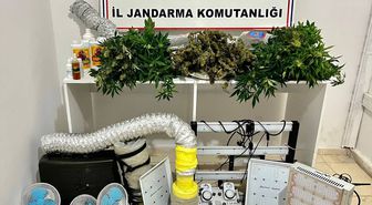 Manisa'da evde sera kurarak kenevir yetiştiren 2 şüpheli yakalandı