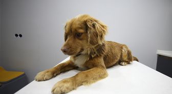 Manisa'daki taşkınlardan 8 saatlik operasyonla kurtarılan 3 köpeğe Bursa'da bakılıyor
