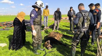 Mardin'de kuyuya düşen inek itfaiye ekiplerince kurtarıldı