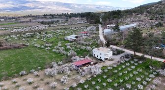 Mersin'de çiçek açan erik ağaçları havadan görüntülendi